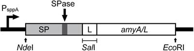 Efficient Secretion and Recombinant Production of a Lactobacillal α-amylase in Lactiplantibacillus plantarum WCFS1: Analysis and Comparison of the Secretion Using Different Signal Peptides